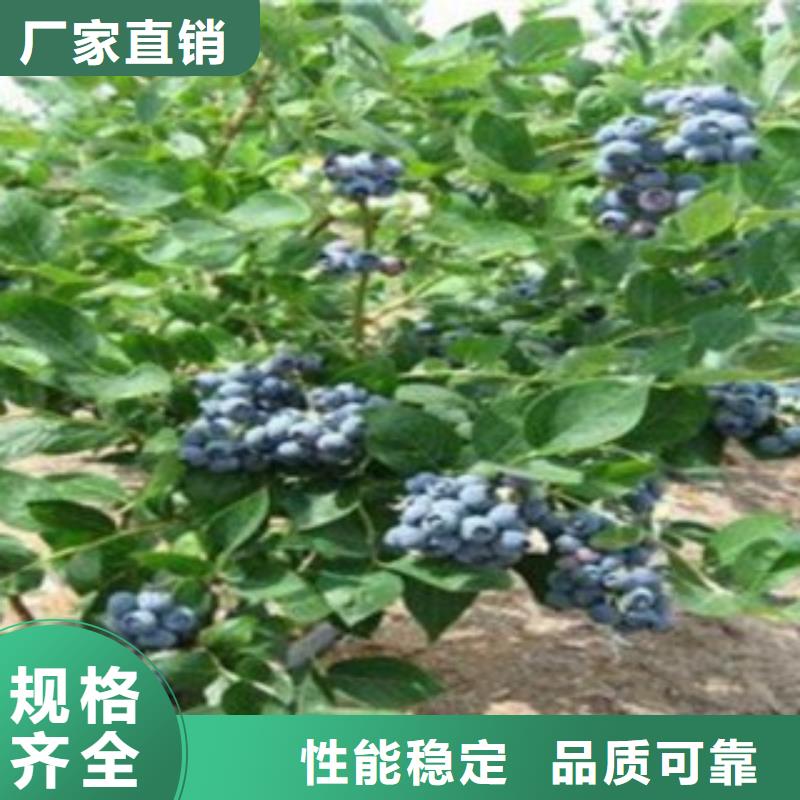 蓝莓苗【核桃苗】源头工厂量大优惠