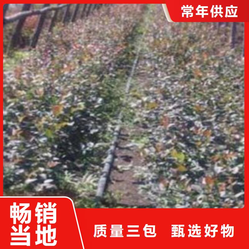 蓝莓苗【核桃苗】源头工厂量大优惠