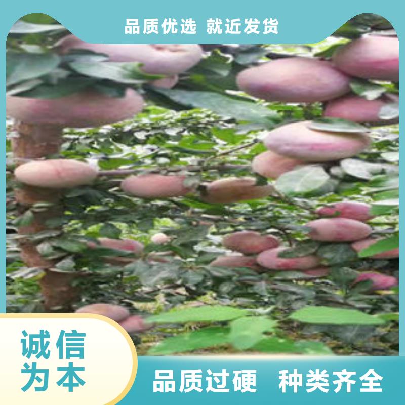 李子苗,桃树苗量大从优