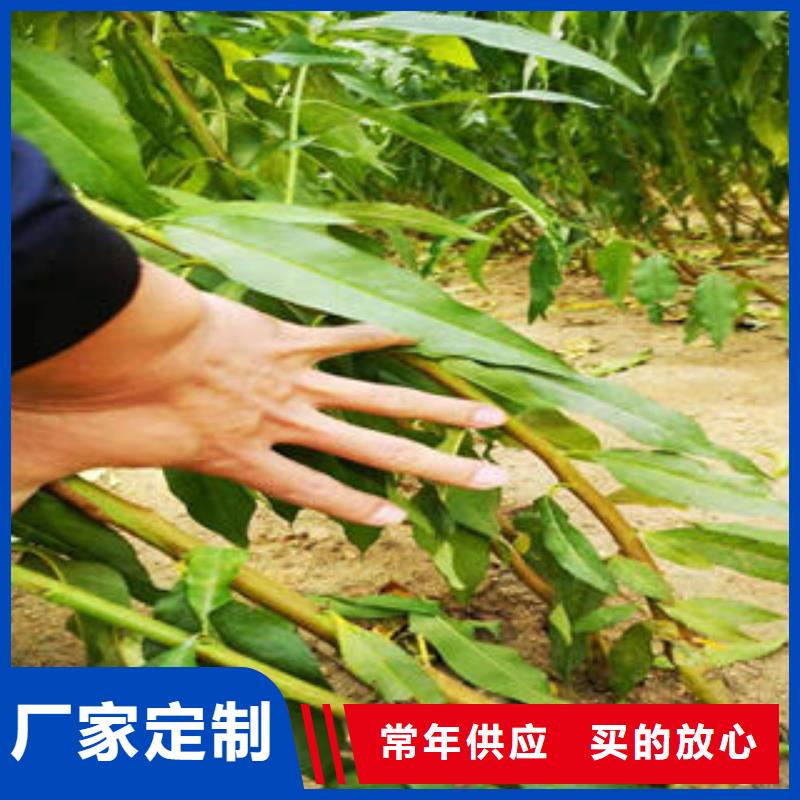 李子苗桃树苗源头厂家量大价优