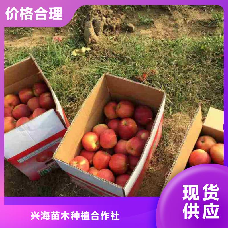 苹果苗实力雄厚品质保障