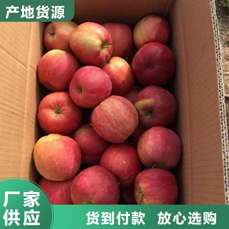 苹果苗梨树苗正品保障