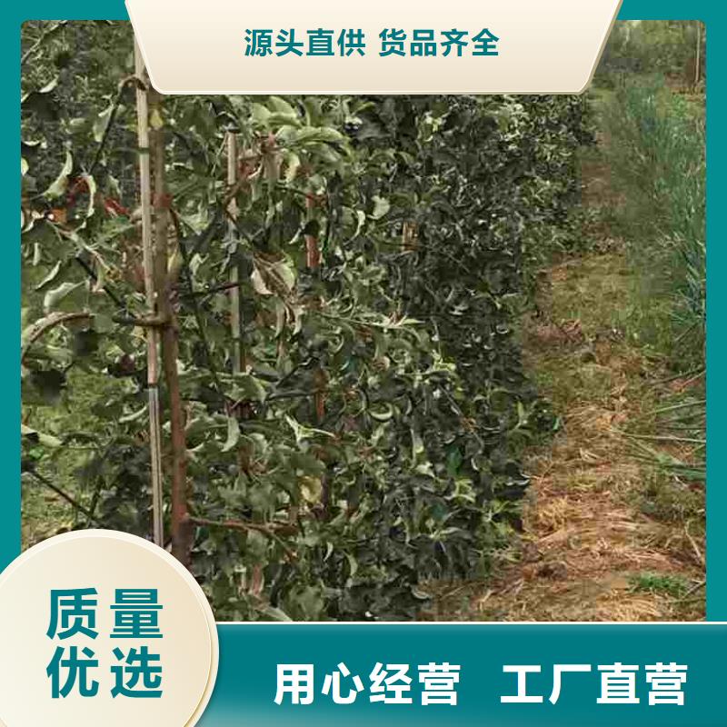 苹果苗梨树苗正品保障