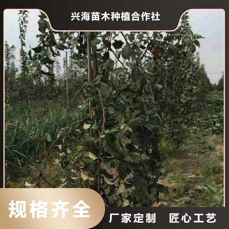 苹果苗板栗苗欢迎来厂考察