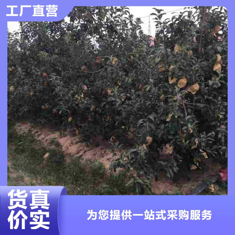 苹果苗板栗苗规格型号全