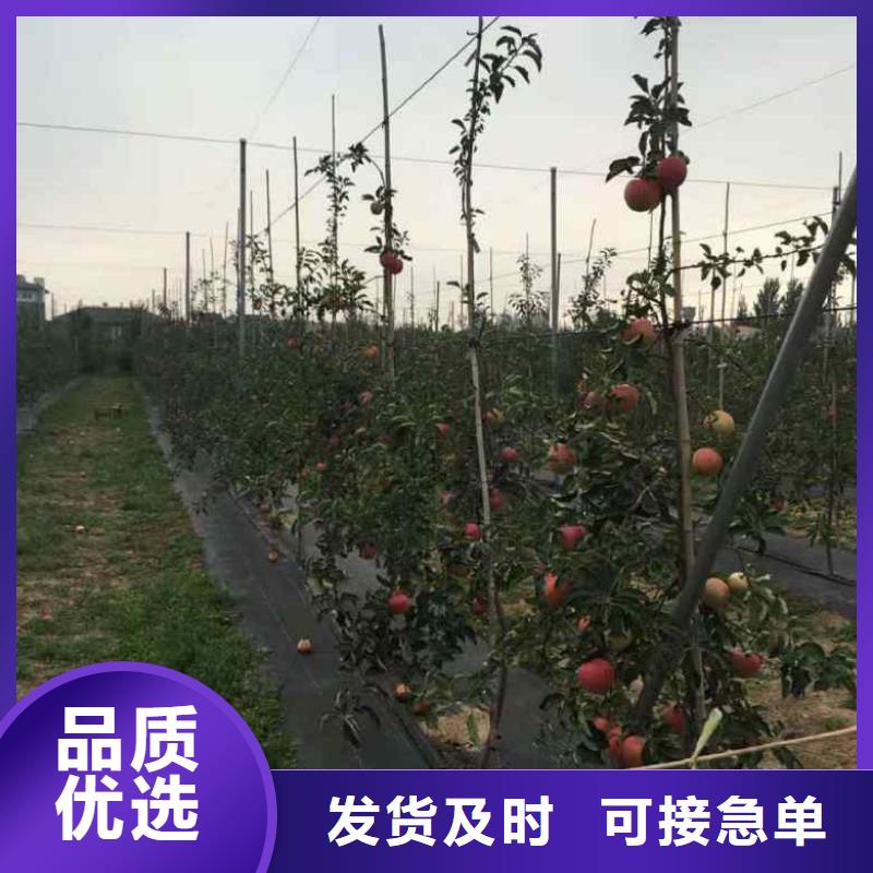 苹果苗-板栗苗当日价格