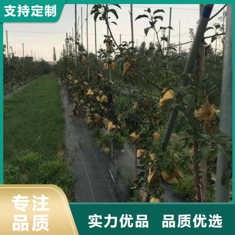 苹果苗售后无忧