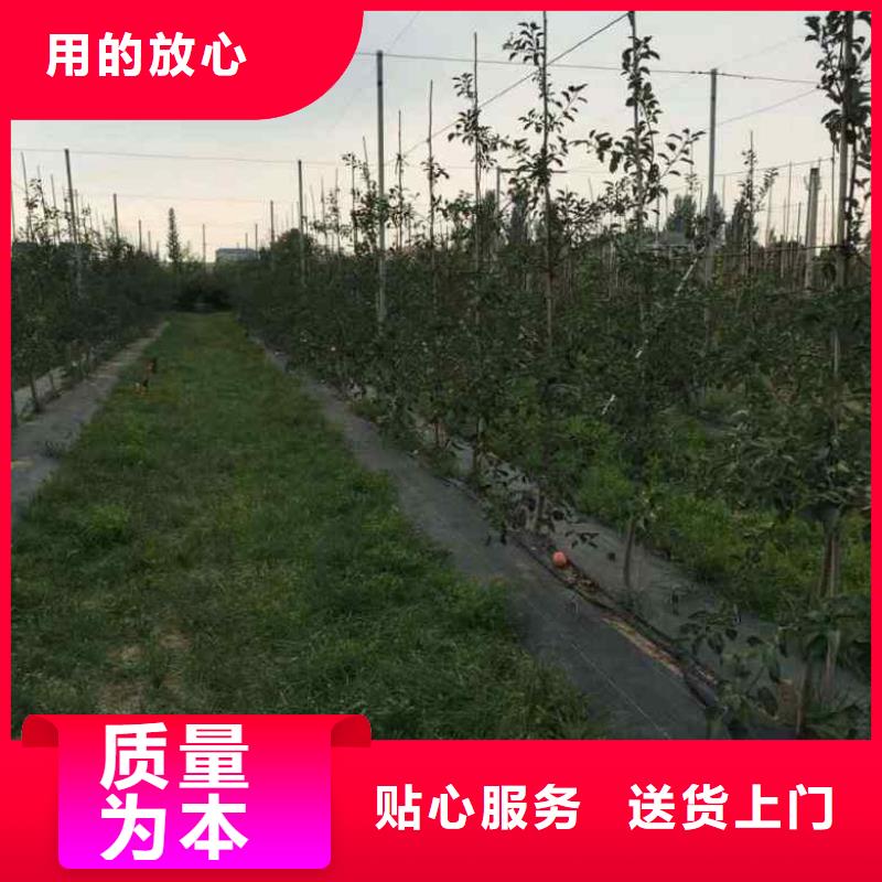 苹果苗桃树苗批发货源