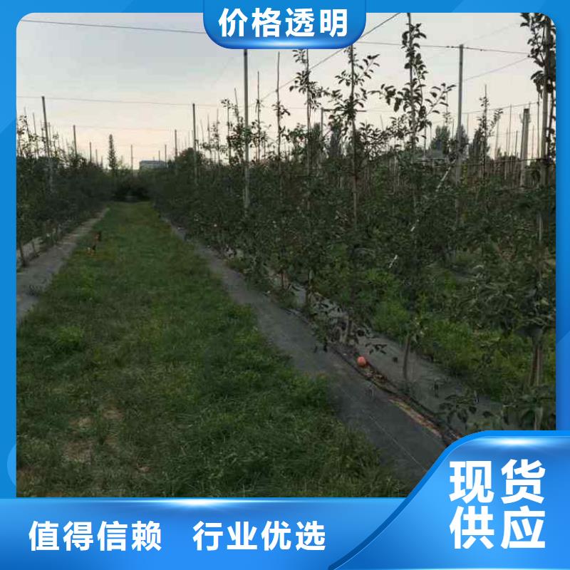 苹果苗蓝莓苗实体厂家支持定制