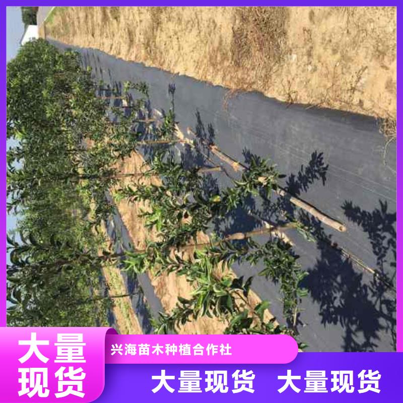 苹果苗,【板栗苗】质检严格