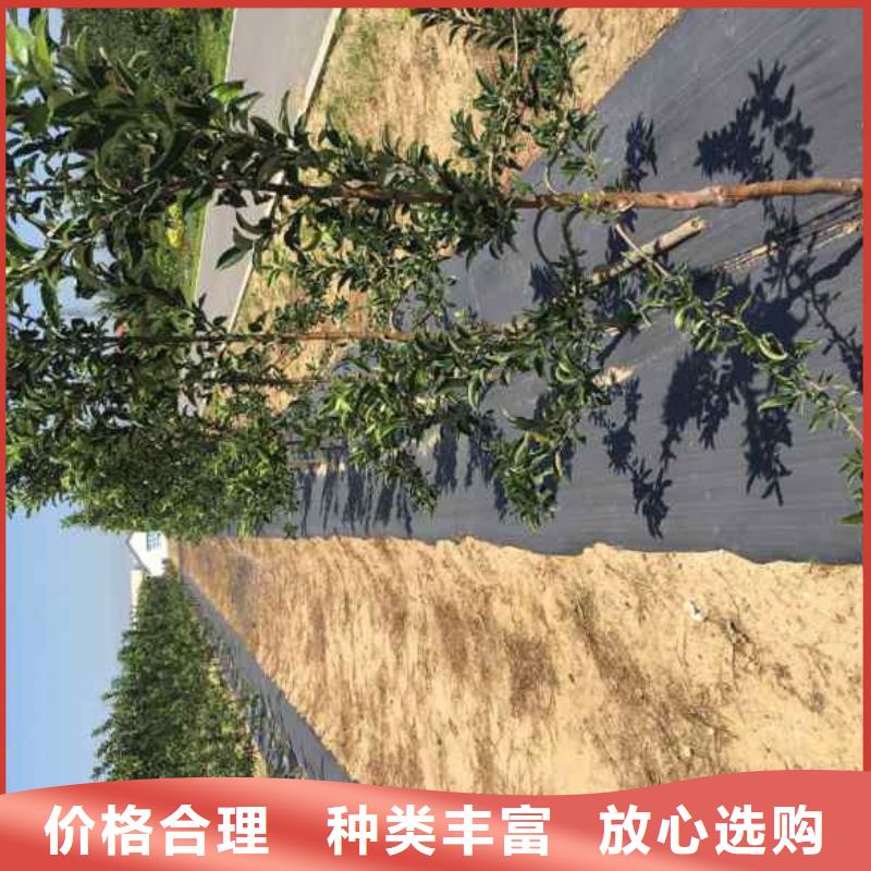 苹果苗山楂苗出货快