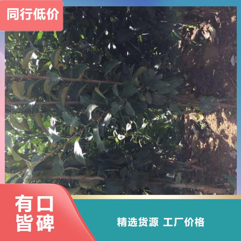 苹果苗桃树苗批发货源