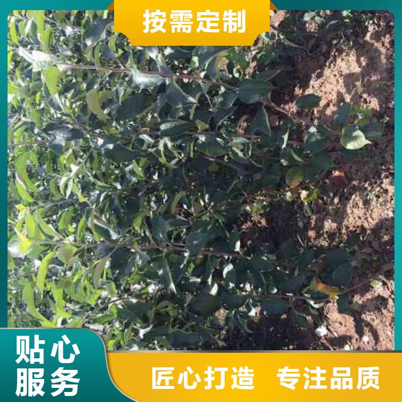 苹果苗,核桃苗实力商家推荐