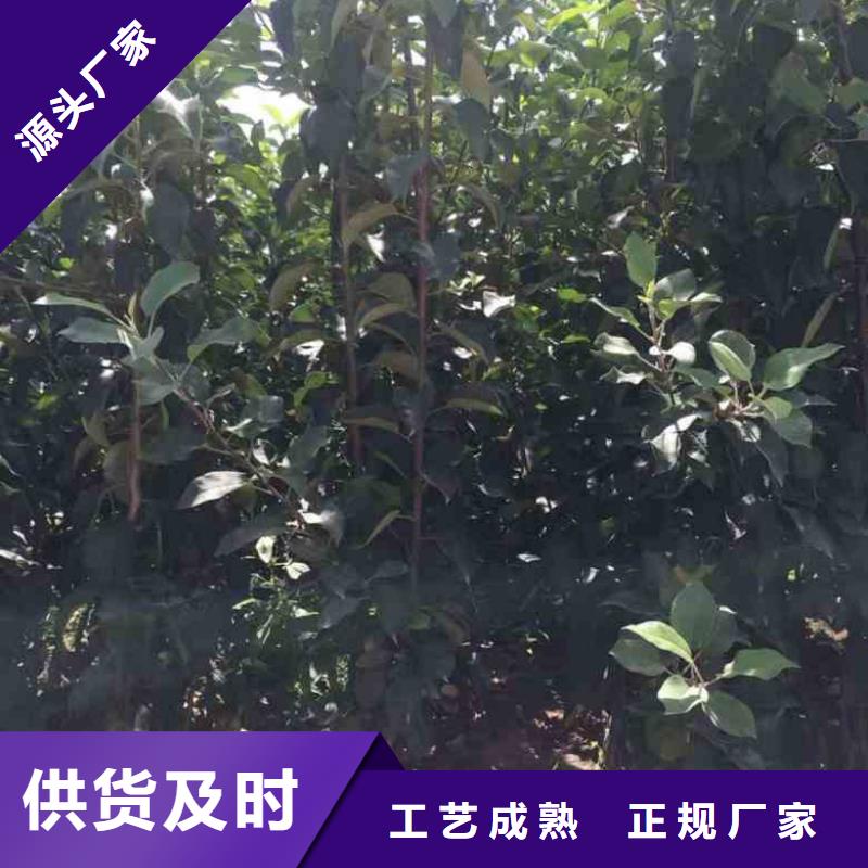 苹果苗【蓝莓苗】细节之处更加用心