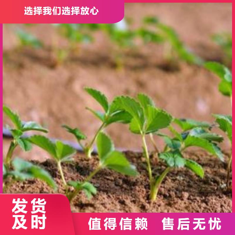 【草莓苗】蓝莓苗匠心制造