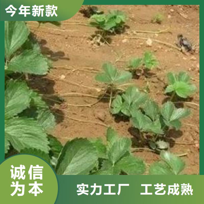 【草莓苗】山楂苗专心专注专业