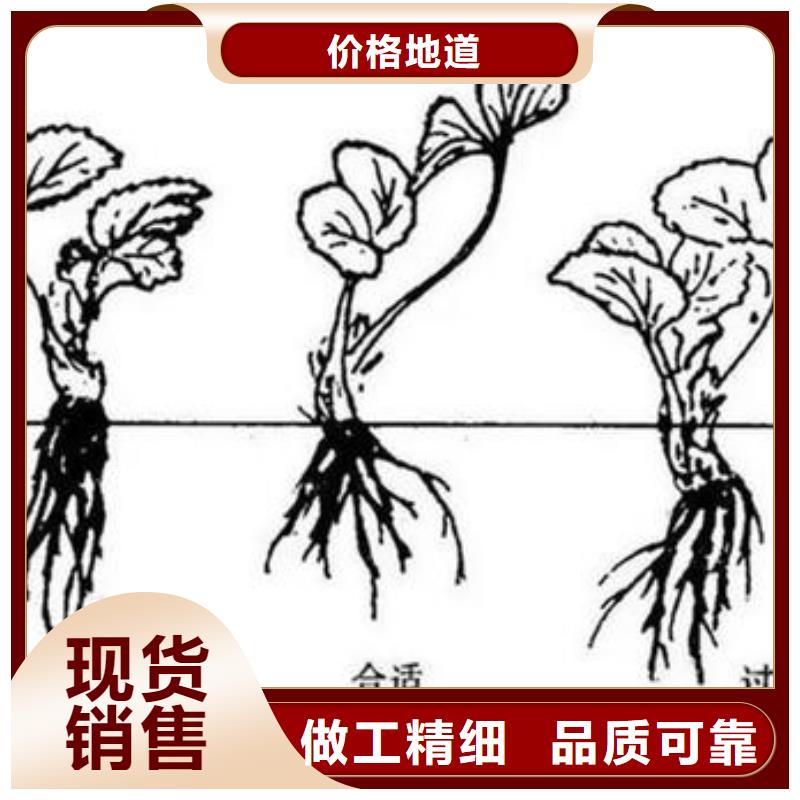 草莓苗【板栗苗】质量检测