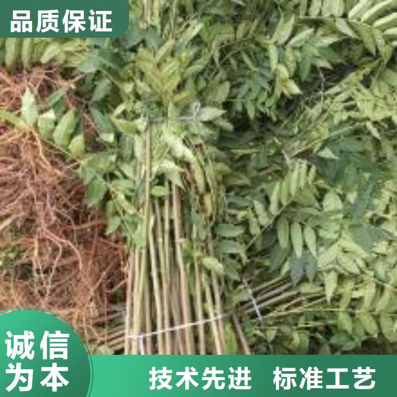 香椿苗梨树苗工厂自营