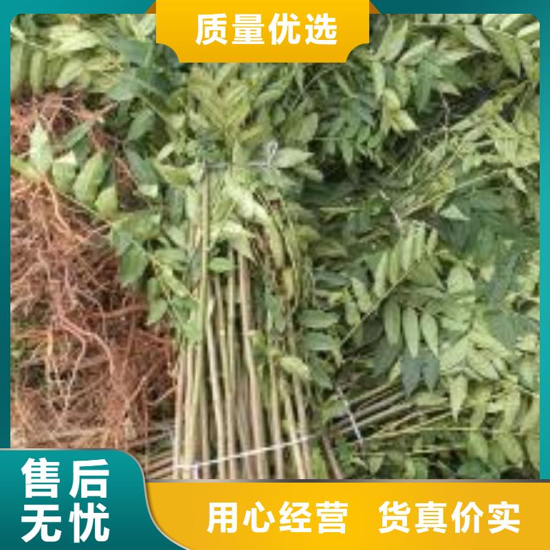 香椿苗【核桃苗】多种规格供您选择