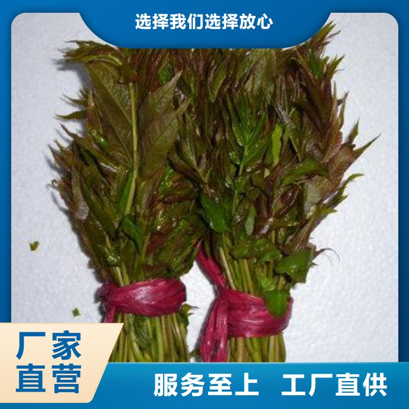 香椿苗山楂苗用好材做好产品