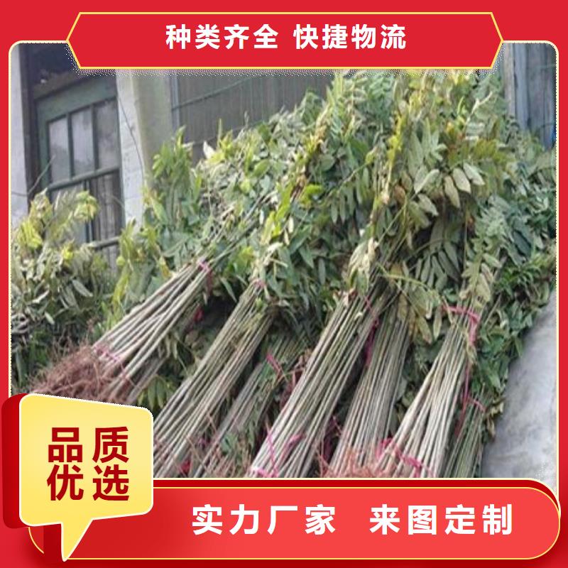 香椿苗梨树苗追求品质