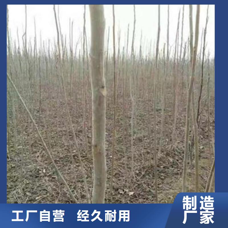 香椿苗山楂苗用心服务