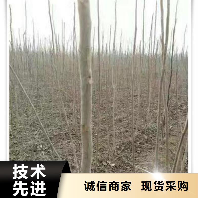 【香椿苗】,山楂苗厂家现货批发