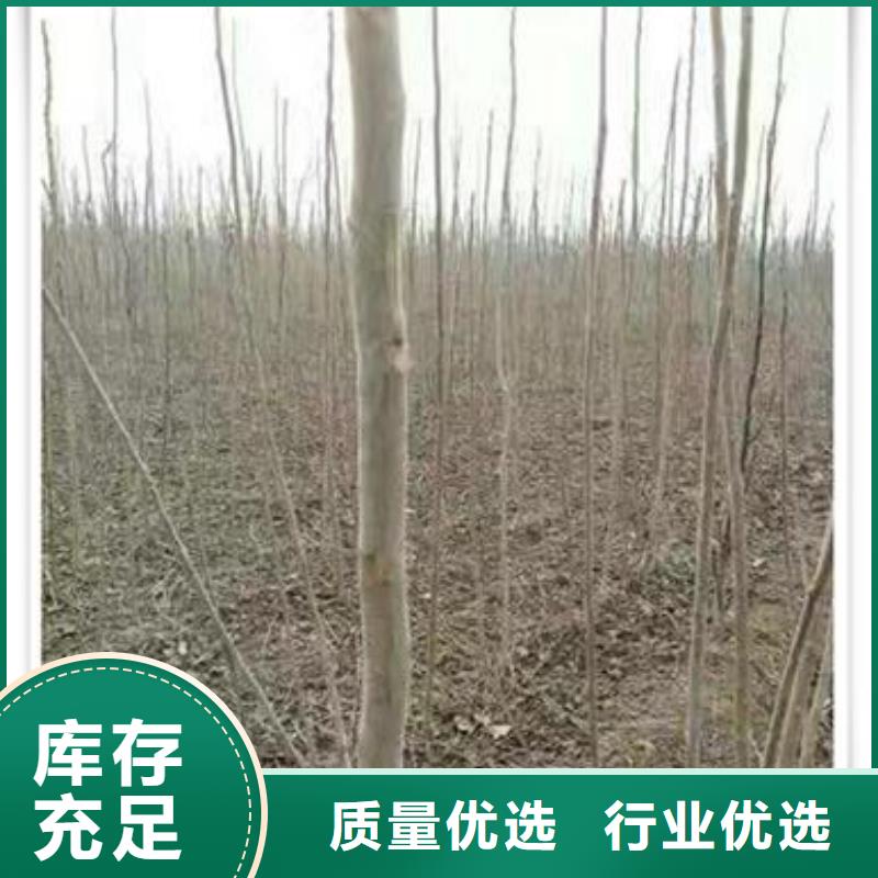 香椿苗花椒苗真材实料