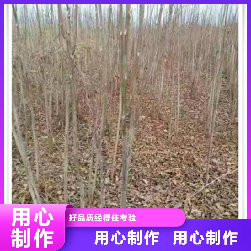 香椿苗板栗苗支持定制