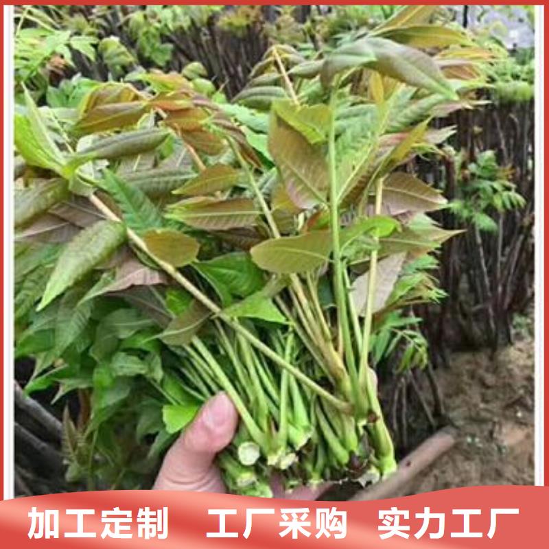 香椿苗梨树苗工厂自营