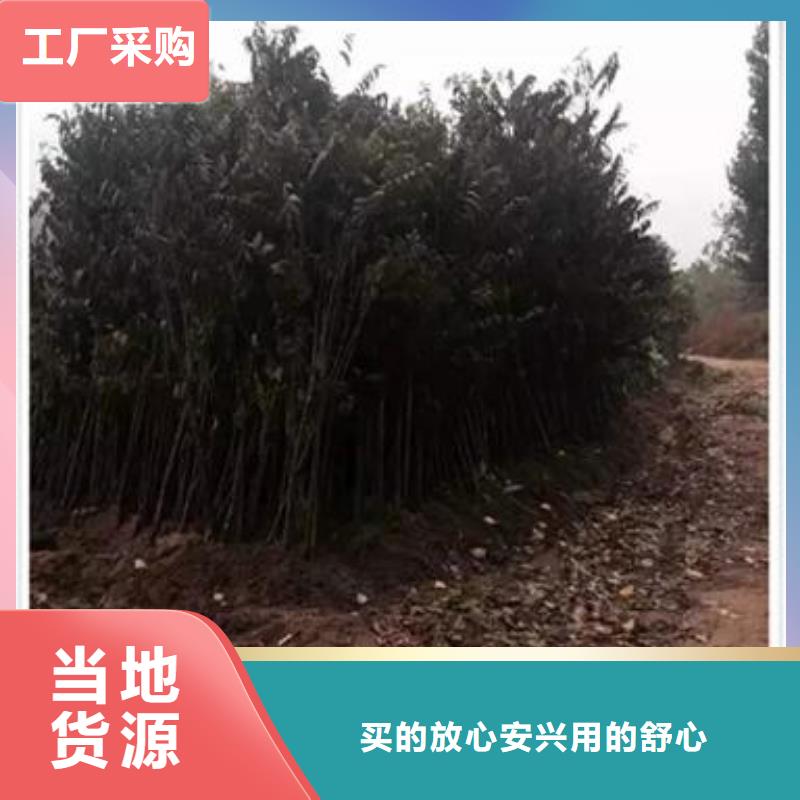 香椿苗山楂苗用心服务