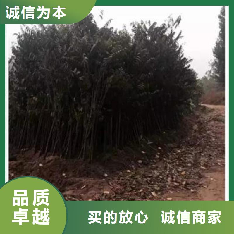 香椿苗花椒苗用心制造