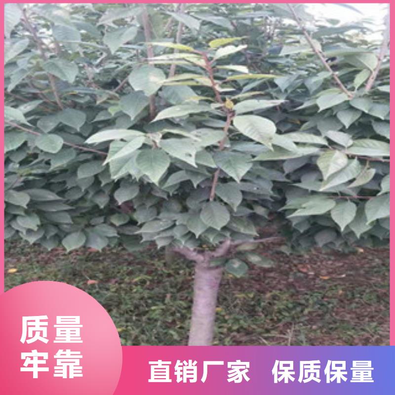 【樱花,核桃苗樱花苗长果桑树苗定金锁价】