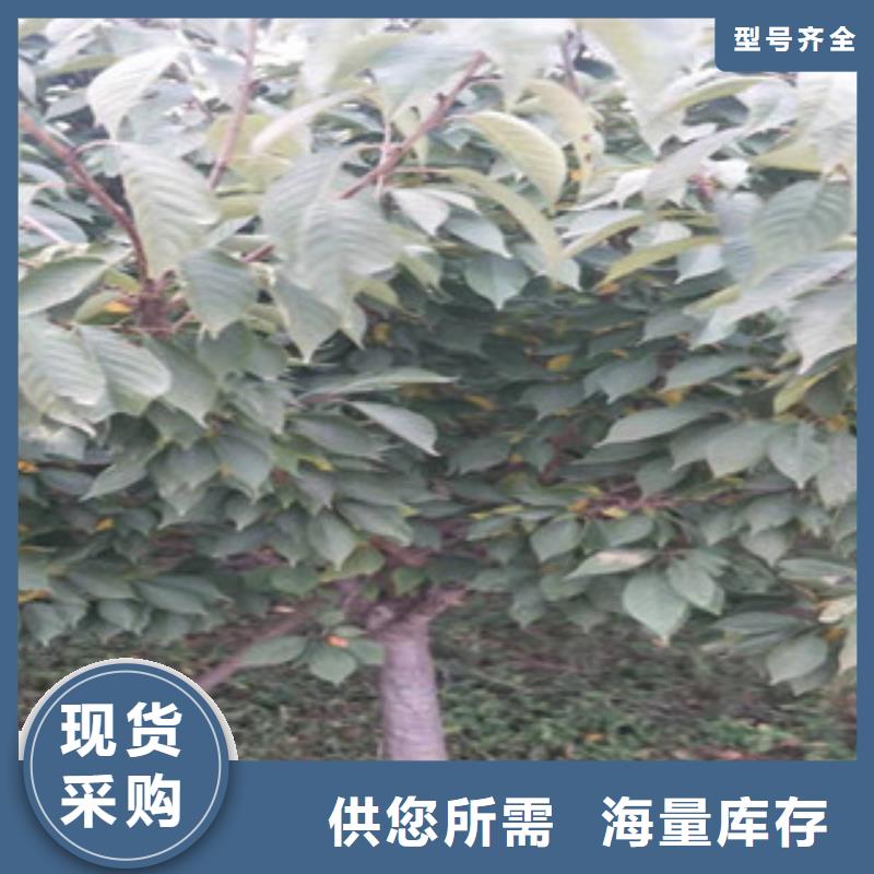 樱花【钙果苗】快速发货