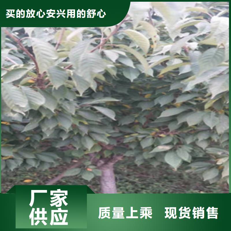 【樱花蓝莓苗货源稳定】