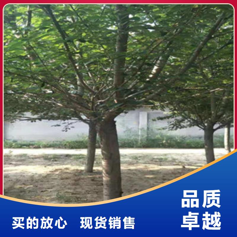 樱花占地果树应用领域