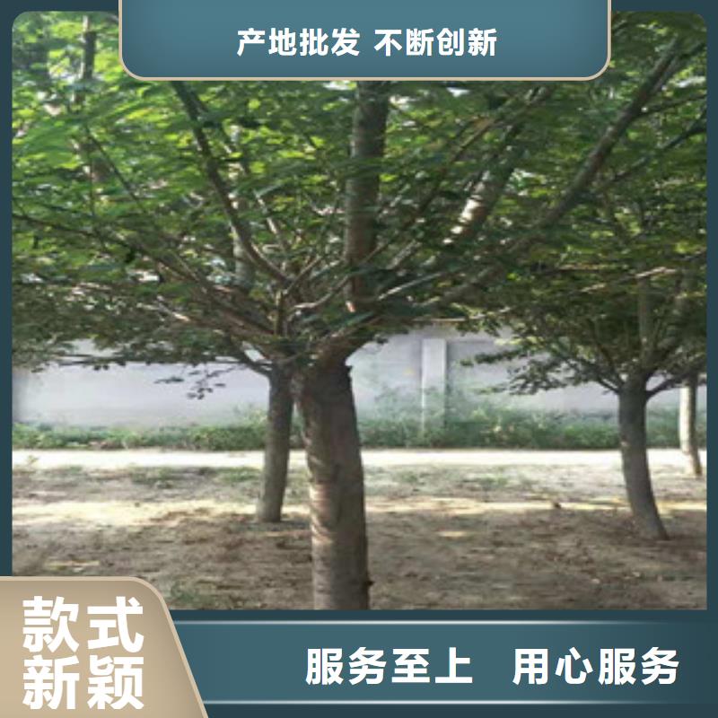 樱花【占地果树】型号全价格低