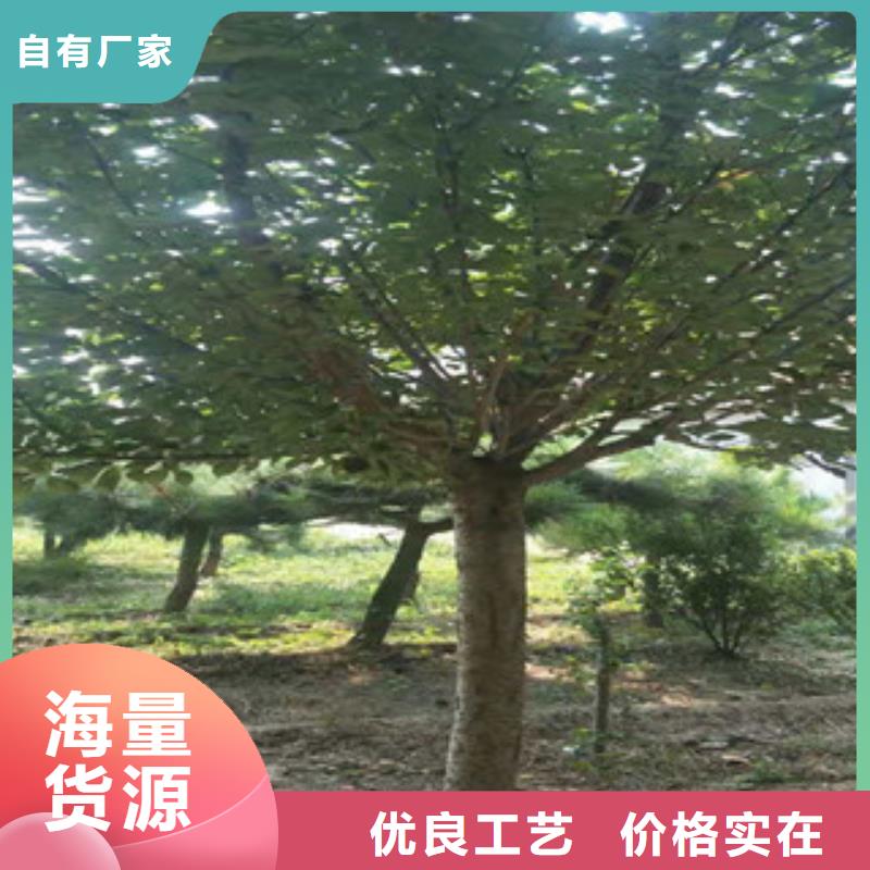 樱花【蓝莓苗】来图定制量大从优