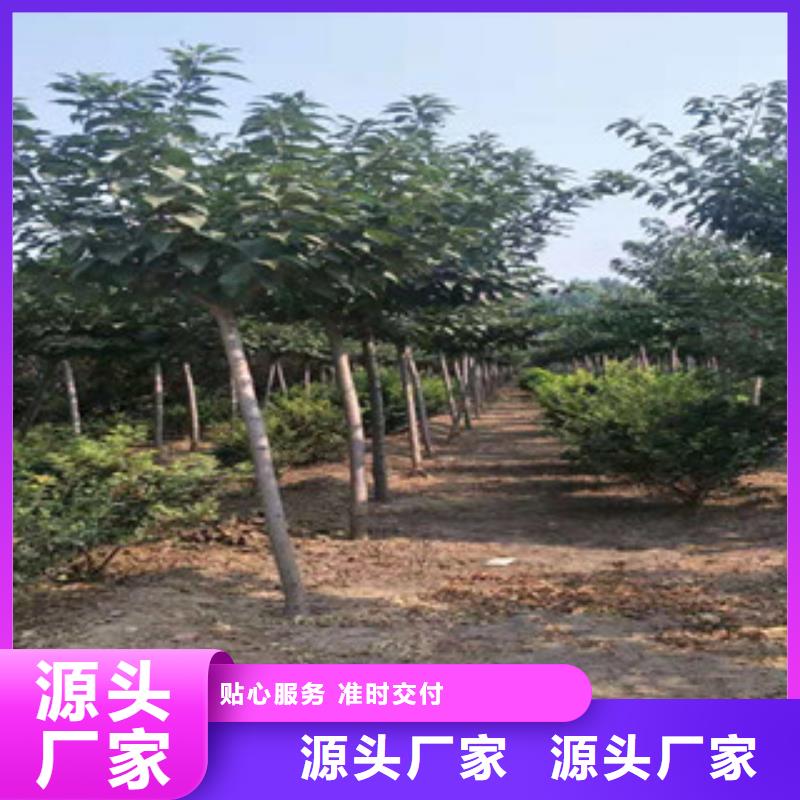 樱花【钙果苗】快速发货