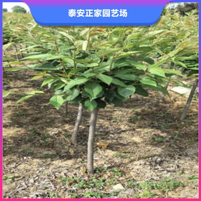 樱花核桃苗樱花苗长果桑树苗多年行业积累