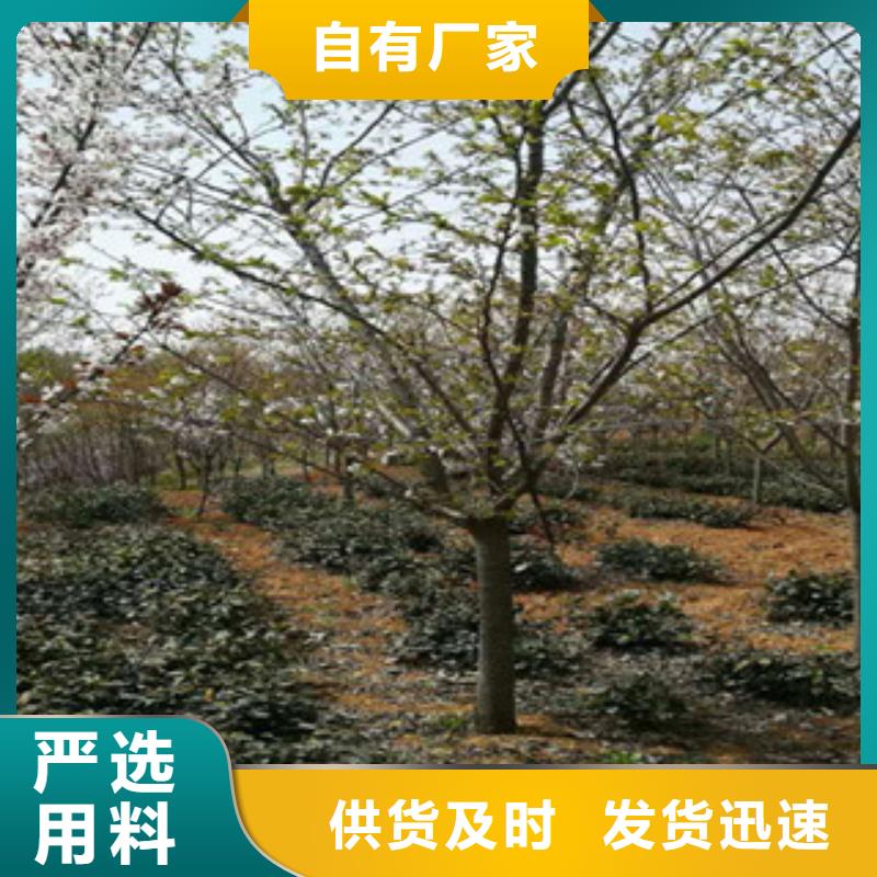 樱花【钙果苗】快速发货