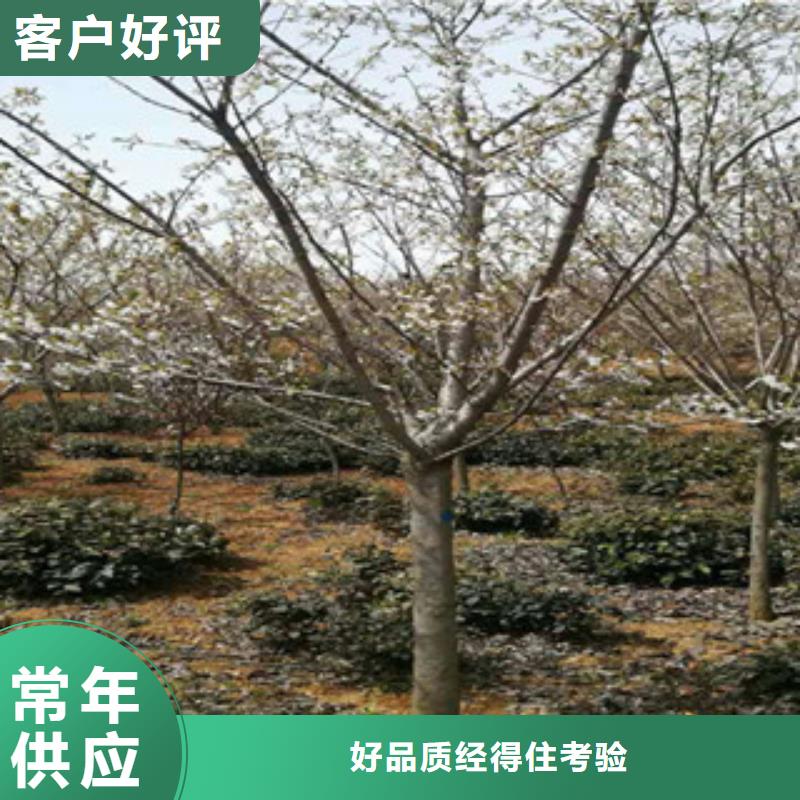 【樱花蓝莓苗货源稳定】