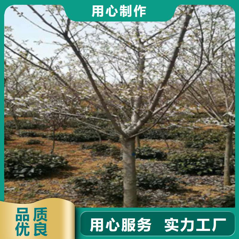 【樱花】钙果苗工厂直供