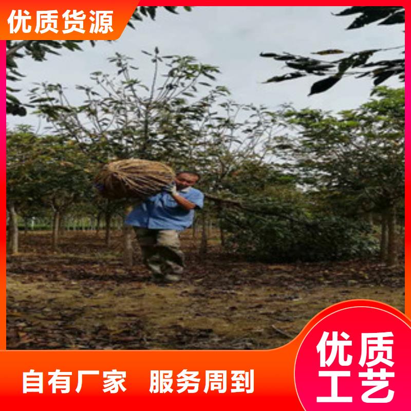 【樱花占地果树现货齐全售后无忧】