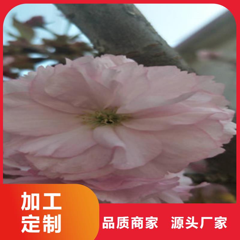 【樱花】钙果苗工厂直供