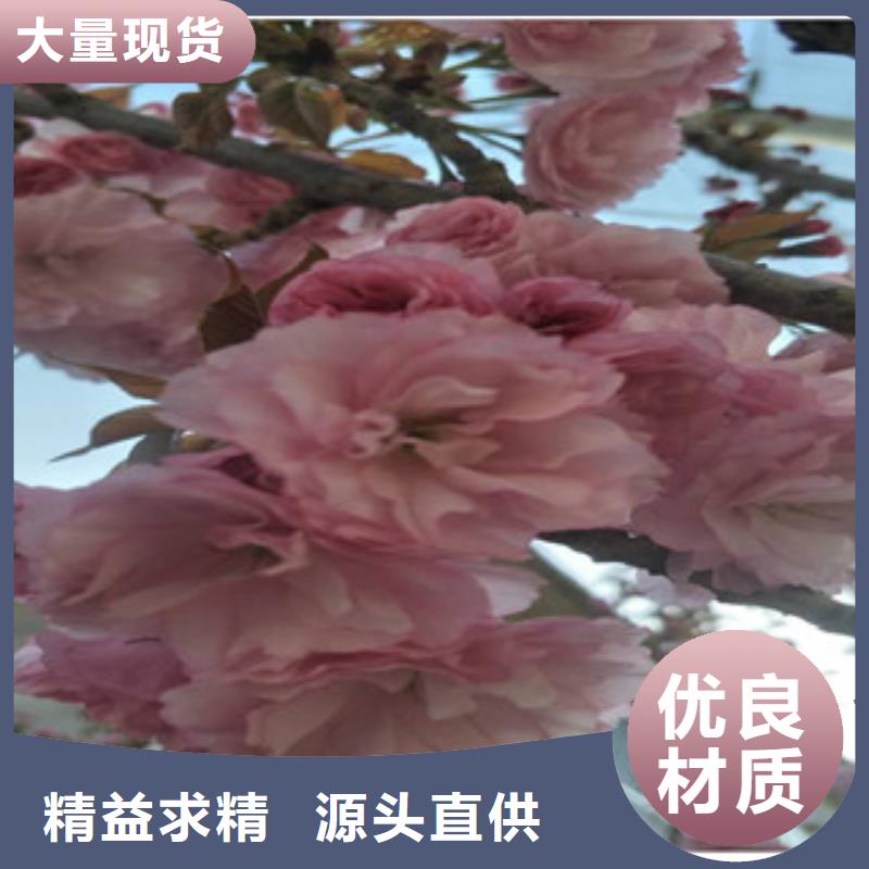 樱花钙果苗现货直发