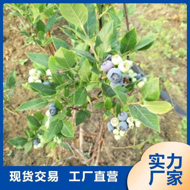 蓝莓苗核桃苗樱花苗长果桑树苗现货销售