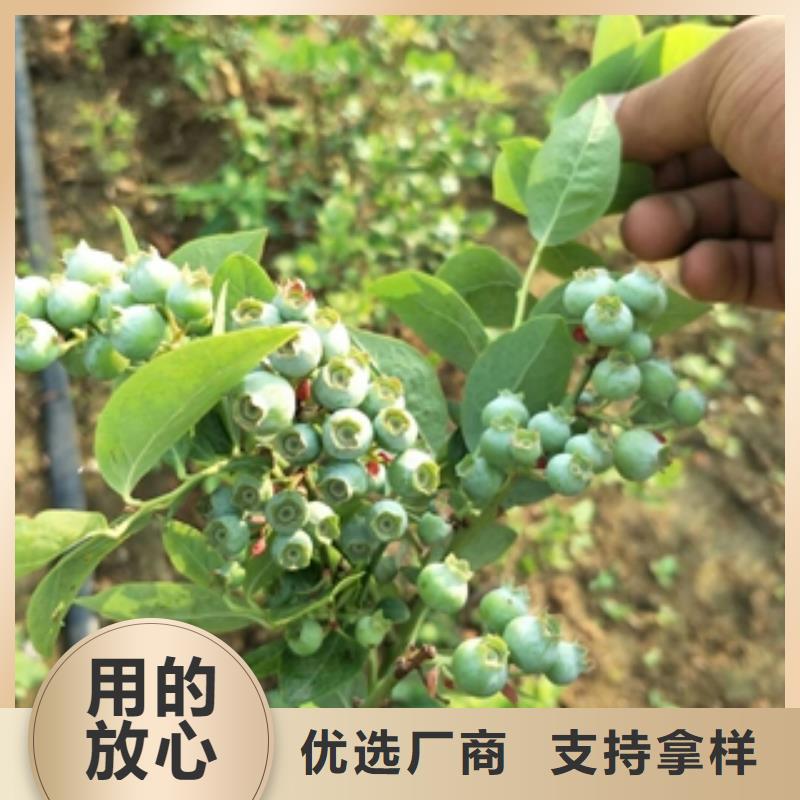 【蓝莓苗占地果树精心打造】