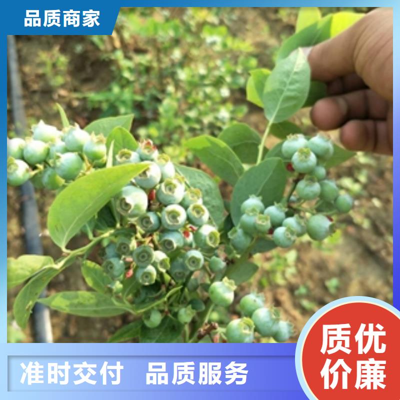 蓝莓苗-【核桃苗樱花苗长果桑树苗】一周内发货