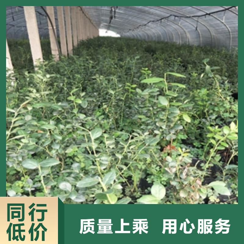 蓝莓苗敢与同行比价格